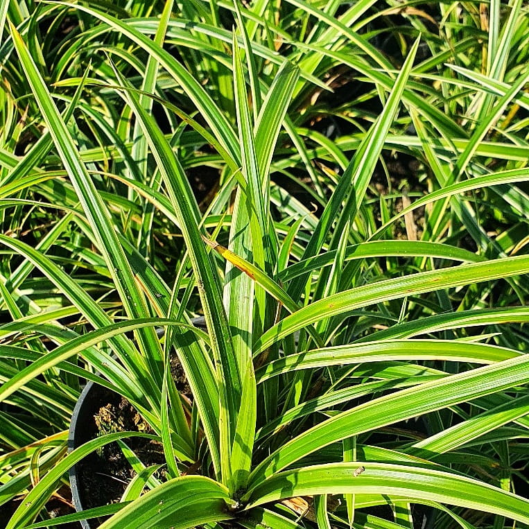 Turzyca morrowa ‘Variegata’ to odmiana trawy ozdobnej zimozielone