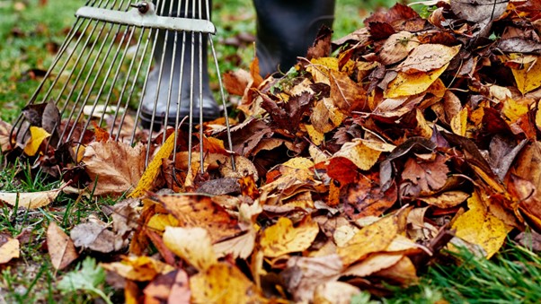 7 rzeczy, które warto zrobić jesienią w ogrodzie!