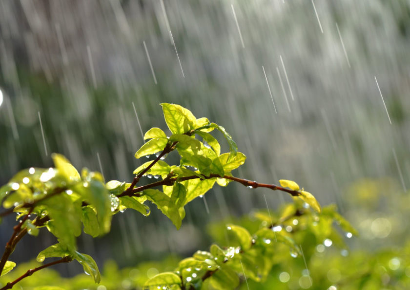 Zbiornik na deszczówkę - jak wykorzystać wiosenne deszcze?